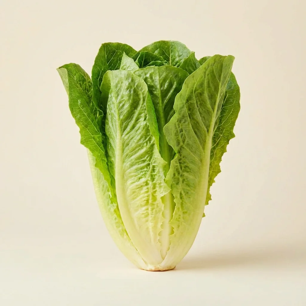 Lechuga Romana