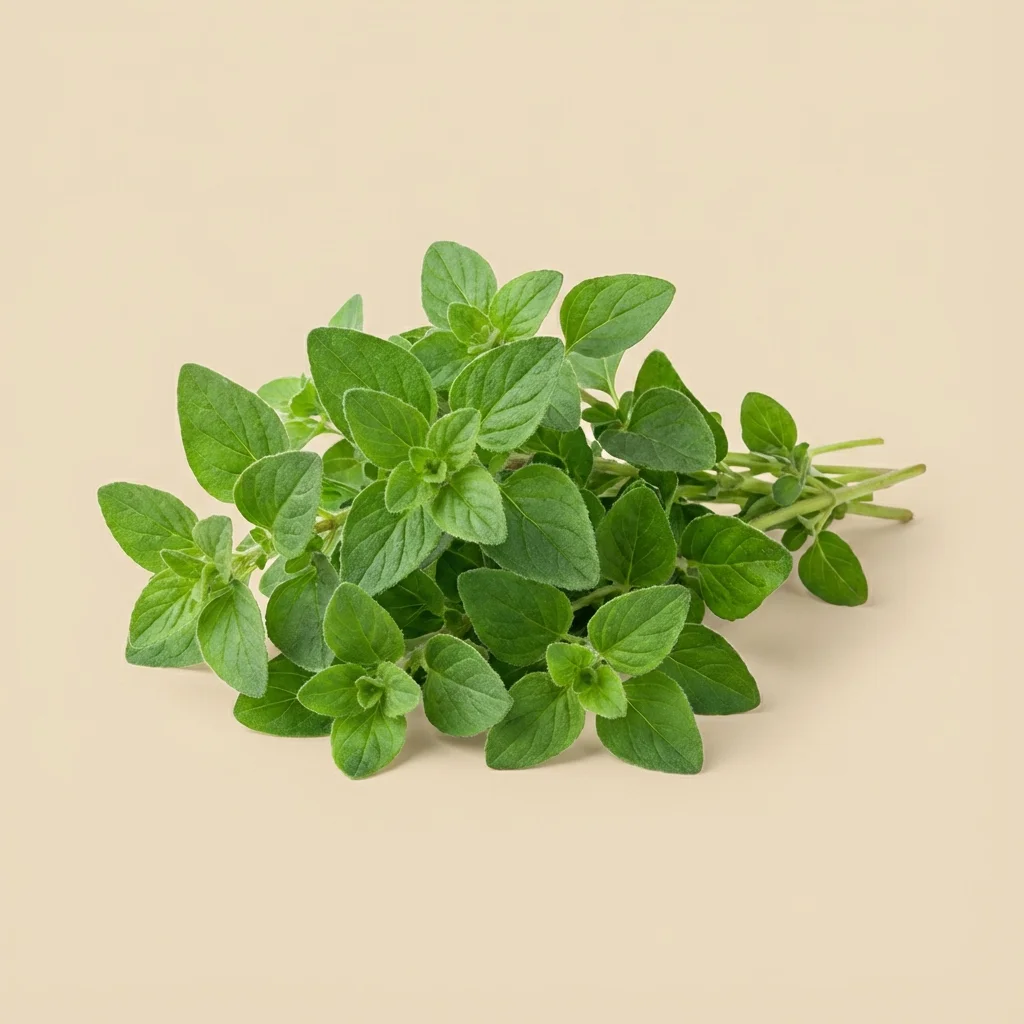 Oregano